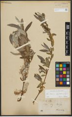 Foto von Salix alba subsp. vitellina (L.) Arcang.